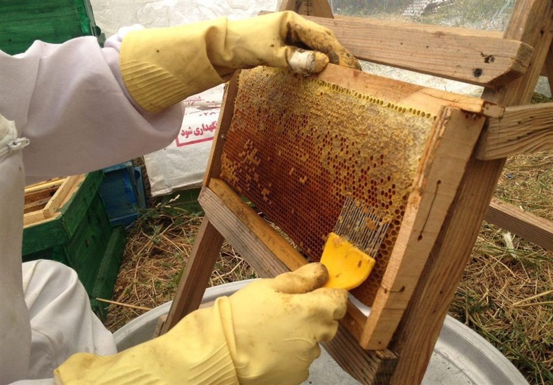 سقز در صدر تولید عسل در کوردستان