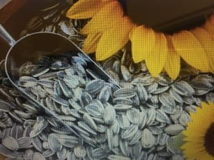 بهانە ای برای بالیدن/  هیوا نوروزی*