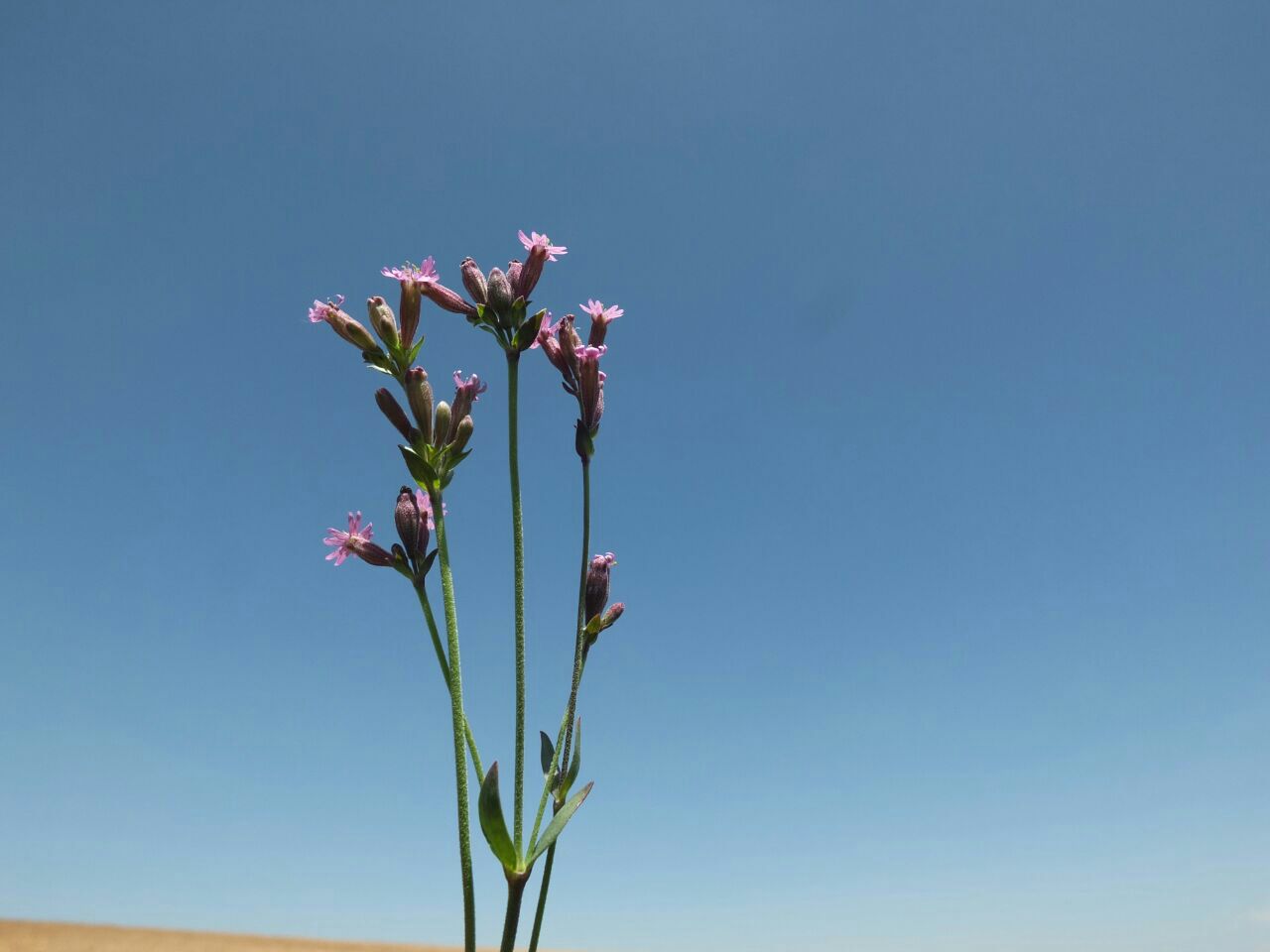معرفی گونه جدید گیاهی به دنیای علم گیاه‌شناسی در کوردستان