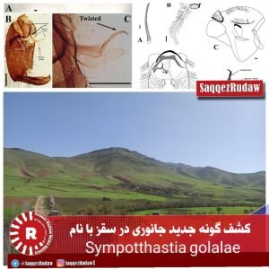 کشف گونه جدید جانوری در سقز با نام  Sympotthastia golalae