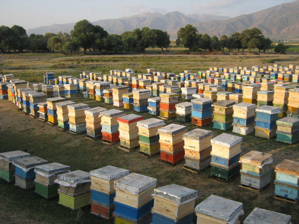 سقز رتبه اول تولید عسل در کوردستان دارد/ لزوم برندسازی عسل طبیعی سقز