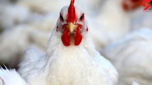 طغیان مرغ؛ ستاد تنظیم بازار وجود خارجی ندارد