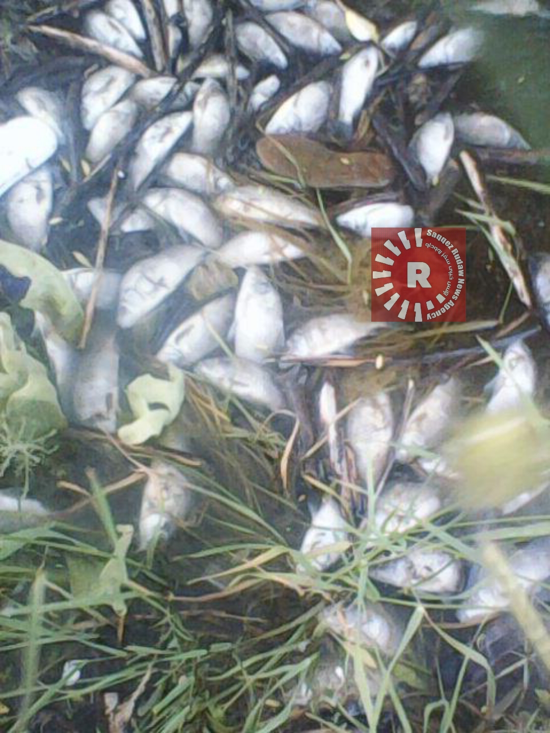 تبعات احتمالی زیست محیطی و بهداشتی ماهی های تلف شده سد چراغویس/ لزوم اقدام جدی توسط ادارات مرتبط
